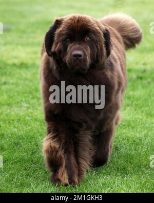 Grand chien brun de Terre-Neuve marchant sur l'herbe Banque D'Images