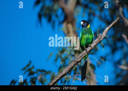 Photo sélective d'un col rond australien (Barnardius zonarius) perché sur une branche d'arbre Banque D'Images