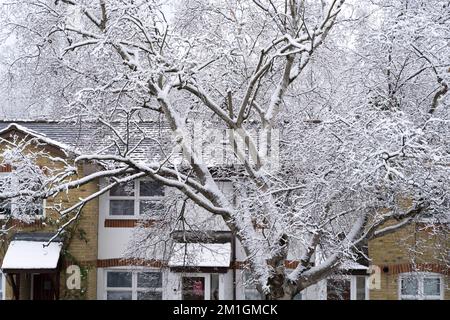 Londres Royaume-Uni 12 décembre 2022 . Météo au Royaume-Uni. Nuit neige lourde de l'arctique de congélation Troll transforme la rue résidentielle en scènes hivernales , un grand arbre couvert de neige épaisse blanche à Greenwich, sud-est de Londres Angleterre Royaume-Uni. Crédit : glosszoom/Alamy Live News Banque D'Images