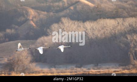 La lumière du matin fait ressortir la magnifique lueur naturelle des cygnes trompettes lors d'un vol d'hiver à la réserve naturelle nationale de Loess Bluffs, dans le Missouri, en décembre Banque D'Images