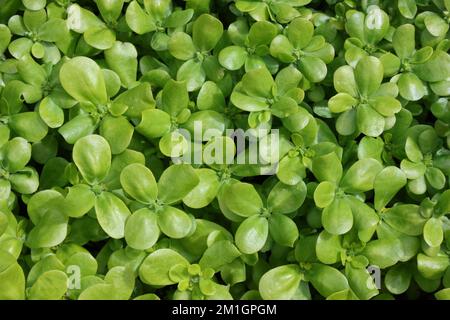 Purslane (Portulaca oleracea) Banque D'Images