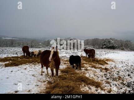 Les chevaux se nourrissant de foin lors d'une journée enneigée sur les South Downs, près d'Eastbourne Banque D'Images