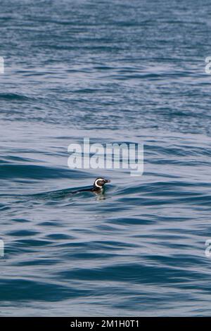 Un cliché vertical d'un pingouin africain dans l'eau - Spheniscus demersus Banque D'Images