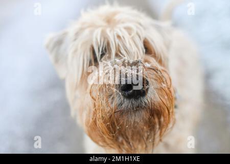 Le Wheaten Terrier à revêtement doux avec de la neige sur le nez Banque D'Images