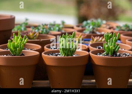 Gros plan des succulents Golum Jade plantés en petits pots de terre cuite en rangées. Banque D'Images