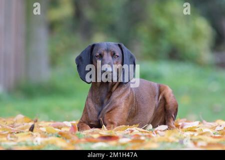 Le chien de montagne bavarois se trouve sur des feuilles d'automne aux couleurs magnifiques Banque D'Images