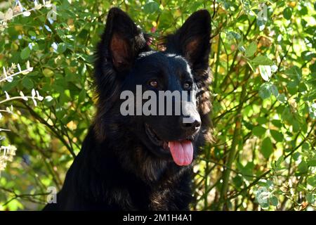 Berger Allemand Banque D'Images