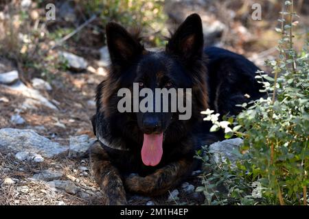 Chien de repos Banque D'Images