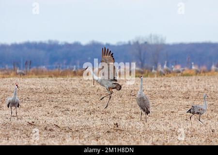 Les grues du sable dansent ensemble dans un champ de maïs récemment labouré tout en lançant des épis de maïs. Banque D'Images