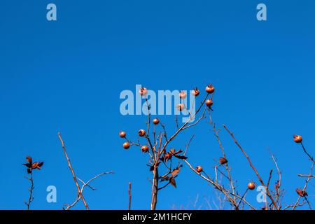 Beaucoup de fruits mûrs de médlar sur les branches d'arbre contre le ciel bleu le jour ensoleillé. Medlar ou Mespilus germanica, médlar néerlandais. Arrière-plan de la nature. Banque D'Images