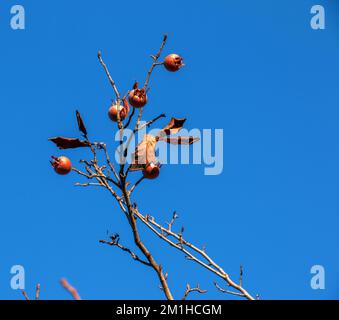 Beaucoup de fruits mûrs de médlar sur les branches d'arbre contre le ciel bleu le jour ensoleillé. Medlar ou Mespilus germanica, médlar néerlandais. Arrière-plan de la nature. Banque D'Images