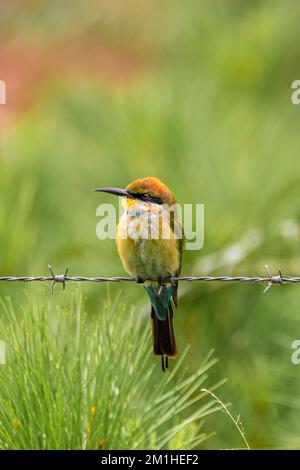 Rainbow Bee eater vu dans le Queensland, Australie perchée sur une clôture en barbelés avec un fond flou. Banque D'Images