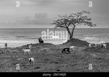 Un troupeau de chèvres errant autour de la côte rocheuse de Cuba, avec un acacia solitaire et un paysage marin en arrière-plan, en niveaux de gris Banque D'Images