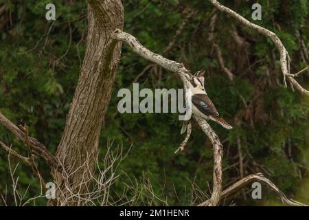 Deux kookaburras sauvages vus en Nouvelle-Galles du Sud, en Australie, avec un arrière-plan flou. Banque D'Images