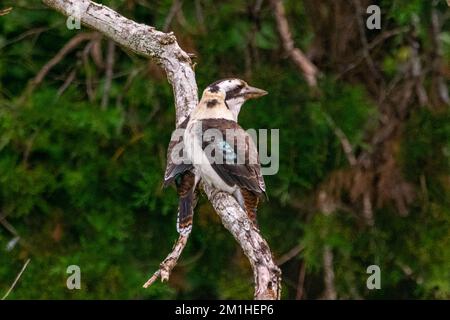 Deux kookaburras sauvages vus en Nouvelle-Galles du Sud, en Australie, avec un arrière-plan flou. Banque D'Images