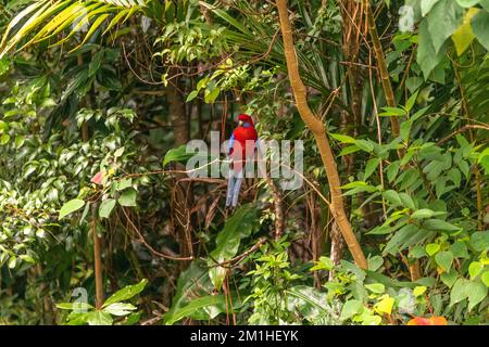 Rose australienne (genre Platycercus) vue dans la forêt tropicale sauvage de l'Australie. Banque D'Images