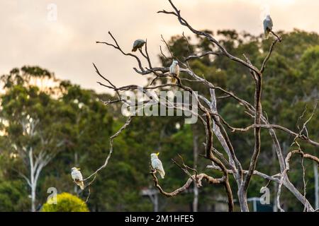 Des Cockatoos sauvages perchés dans un arbre mort sur fond de coucher de soleil. Prise dans le Queensland, en Australie. Banque D'Images