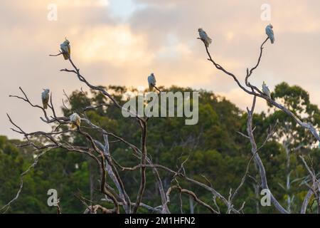 Des Cockatoos sauvages perchés dans un arbre mort sur fond de coucher de soleil. Prise dans le Queensland, en Australie. Banque D'Images