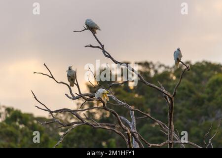Des Cockatoos sauvages perchés dans un arbre mort sur fond de coucher de soleil. Prise dans le Queensland, en Australie. Banque D'Images