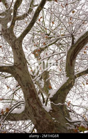 London plane Tree ou Platanus x hispanica recouvert de neige en hiver et montrant son écorce caractéristique qui s'écaille Banque D'Images