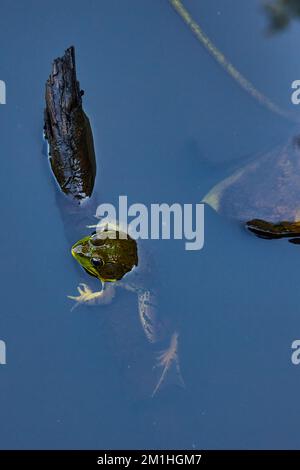 Grenouille avec la tête qui dépasse de l'eau de l'étang Banque D'Images