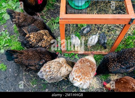 L'intégration des poussins dans une poule se fait en les gardant en cage dans l'enceinte du poulet et en les encourageant à partager de la nourriture à proximité des poules établies. Banque D'Images