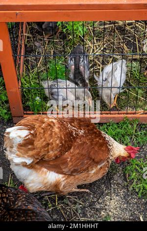 L'intégration des poussins dans une poule se fait en les gardant en cage dans l'enceinte du poulet et en les encourageant à partager de la nourriture à proximité des poules établies. Banque D'Images