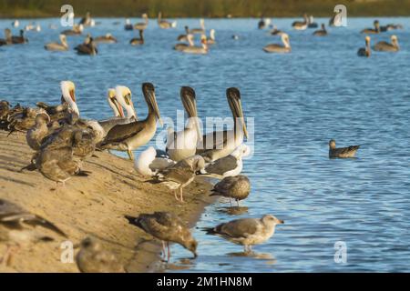 Colonie d'oiseaux de mer, pélicans et mouettes, sur la plage près de la rivière au coucher du soleil Banque D'Images