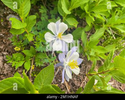 Columbine Wildflowers dans le Colorado Banque D'Images