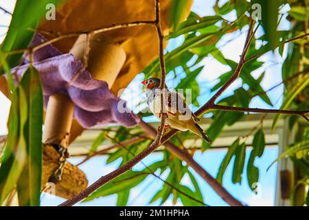 Petit oiseau de zèbre avec bec orange sur les branches dans les arbres forestiers Banque D'Images