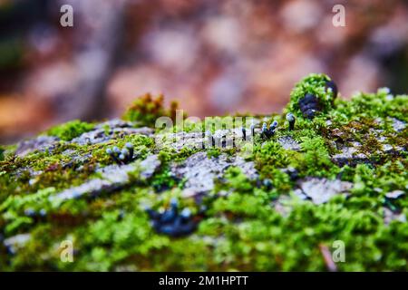 Macro petits champignons noirs craquant sur le bois couvert de mousse Banque D'Images