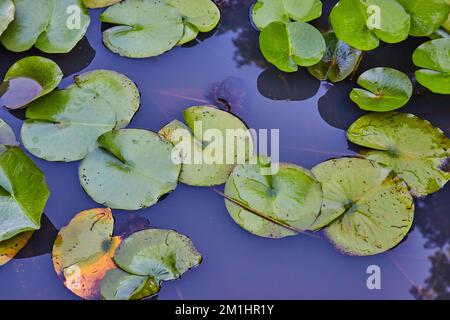 Détail des petits coussins de nénuphars sur l'eau Banque D'Images