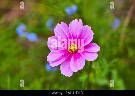 Détail de fleurs sauvages roses et jaunes avec fleurs bleues douces en arrière-plan Banque D'Images