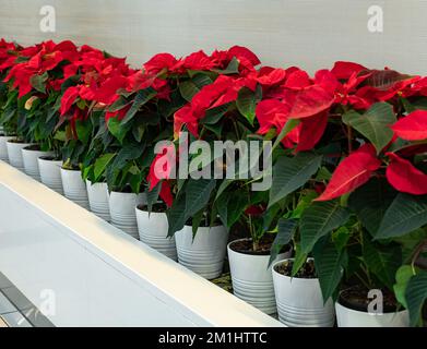 Gros plan des fleurs de poinsettia rouge Euphorbia pulcherrima. Fleur de Noël en poinsettia rouge. Personne, vue de rue, mise au point sélective, recopie pour le texte Banque D'Images