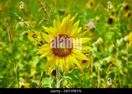 Détail d'un seul tournesol avec abeille entourée d'un champ de tournesols Banque D'Images