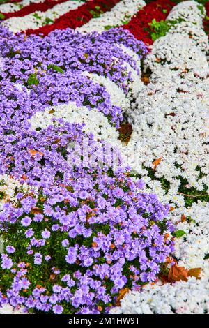 Motif floral de couleur drapeau américain violet, blanc et rouge Banque D'Images