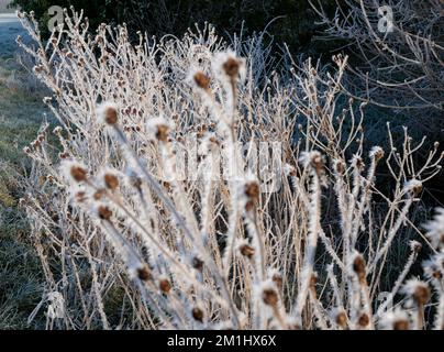 Scène de paysage de Hoarfrost, paysage de Hoarfrost sur un matin glacial d'hiver, Suffolk, Angleterre, Royaume-Uni Banque D'Images