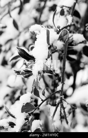 Images en noir et blanc de plantes enneigées, d'arbres et de paysages Banque D'Images