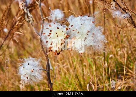 Détail des gousses de graines de mauvaises herbes éclatant dans les champs d'automne Banque D'Images