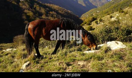 Cheval de châtaignier paître sur une prairie sauvage ouverte dans les montagnes Banque D'Images