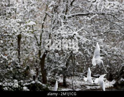 Londres, Royaume-Uni. 12th décembre 2022. Cette photo prise le 12 décembre 2022 montre des oiseaux volant à Green Park à Londres, en Grande-Bretagne. Lundi, Londres a été couverte de neige. Crédit : Li Ying/Xinhua/Alay Live News Banque D'Images