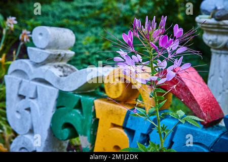 Jardins aux fleurs roses avec caractères asiatiques anciens Banque D'Images