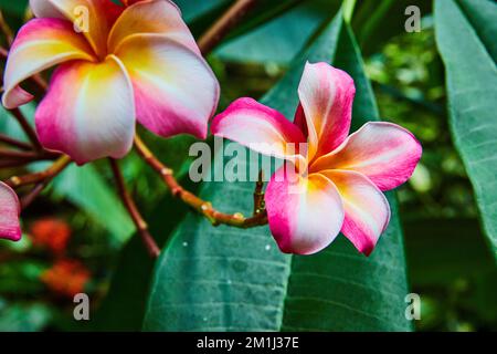 Rapprochez-vous de deux fleurs colorées de la forêt tropicale rose, blanche et orange Banque D'Images