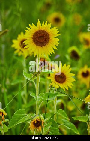 Champ de tournesols de près sur quelques-uns d'entre eux Banque D'Images
