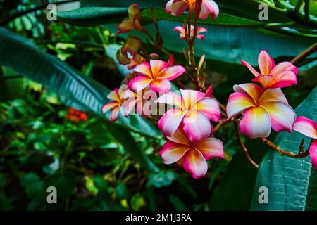 Fleurs orange et rose de la forêt tropicale avec tous les détails de la fleur Banque D'Images