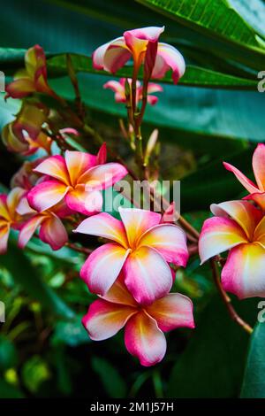 Détails de superbes fleurs de forêt tropicale rose et orange Banque D'Images