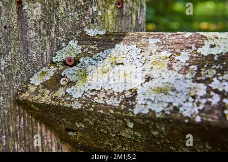 Détail de l'ancienne clôture en bois avec mousse, lichen et vis rouillées Banque D'Images