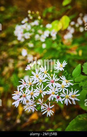 Détail de petites fleurs blanches dans une lumière chaude avec un arrière-plan doux Banque D'Images