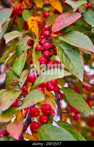 Près de la branche d'arbre d'automne recouverte de petites baies rouges Banque D'Images
