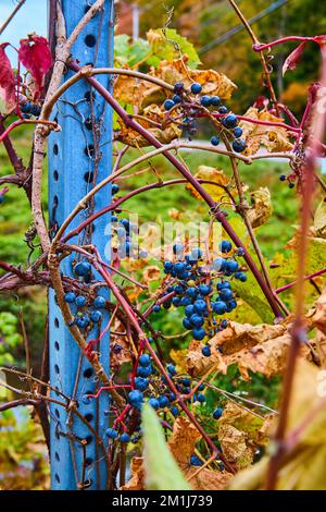 Détail des baies bleues poussant sur les vignes le long de la perche métallique Banque D'Images